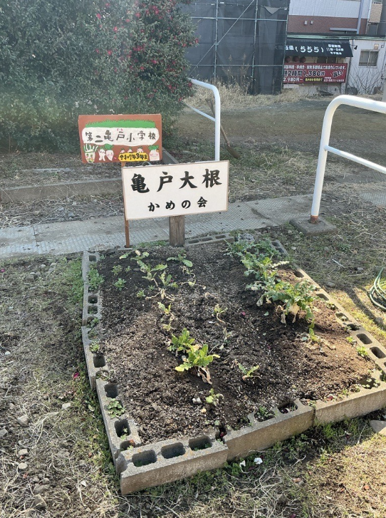 20260224 　亀戸大根